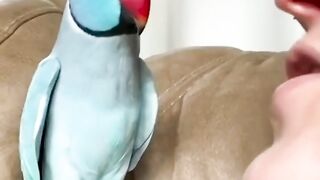 Parrot Love