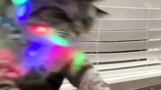 Dj cat
