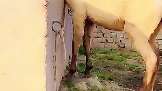 Horse ???? video beautiful