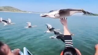 Amazing pet birds