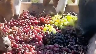 Cow eating fruit