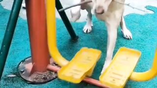 Funny dog