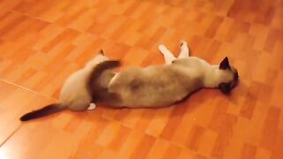 Cat_????_video_2023_|_Bast_cat_funny_videos_2023_|_cat_videos_with_child_2023