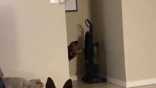 Animals funny videos.!