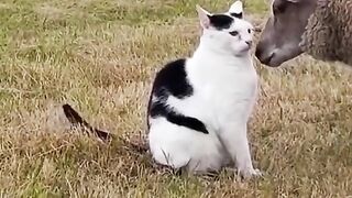 Funny cats