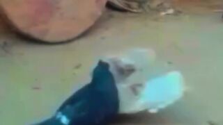 Pigeon Fight