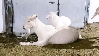 Funny goat