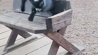 Animal