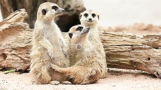 little  beautiful animals videos amazing must watch
