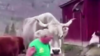 Cow  big
