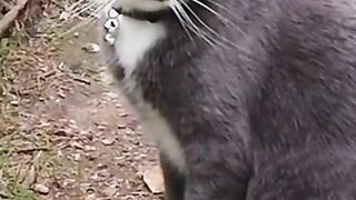 Cats funny