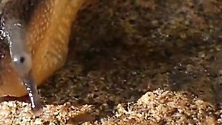 Animal funny