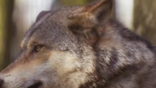 Funny Wolf
