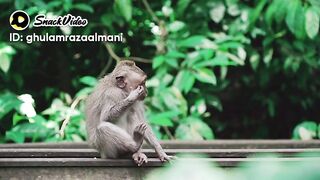 Funny monkey