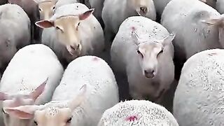 Goats all