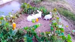 Cute rabbits