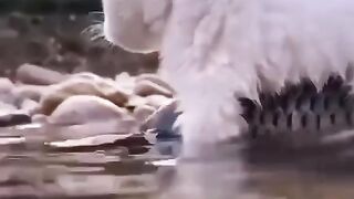 Animals Friendship