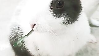 Funny rabbit