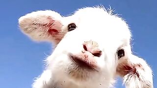 Funny cow