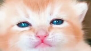 Kitten's funny