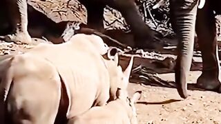 Jungle animal