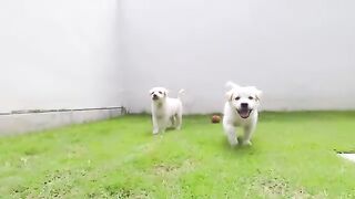 Funniest_Animals_Video_-_Funny_Dogs_And_Cats_-_Try_Not_To_Laugh_Animals