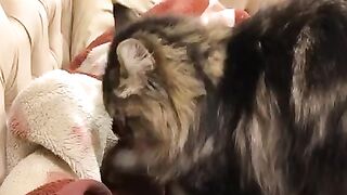 help on cat
