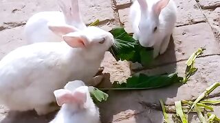 Cute rabbits