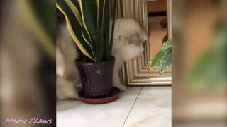 Baby Alaskan Malamute Cutest and Funniest Moments New Compilation ????