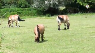 World Most Extreme Hearing Animals