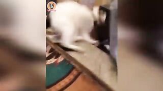 Dog cat funny vedio