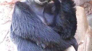 Big fan of gulam Ali khan sb the Mr gorilla ????????
