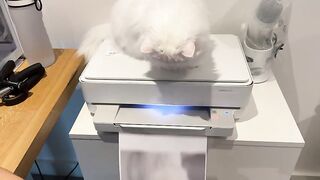 قط رائع يلعب بطريقة جميلة