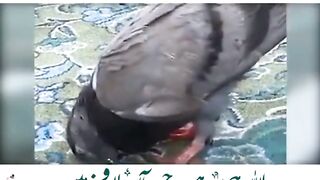Haram-e-sharif me kabutr ka Sajda