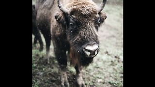 AMERICAN BISON Music