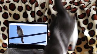 Funny cat