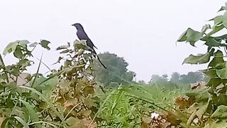 Birds sounds