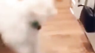cats and dogs fighting very funny