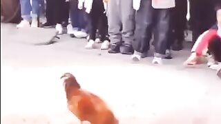 Ek chiken or bare murghe ki fight check the confidence ????????