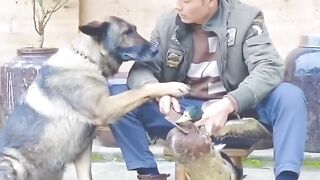 The most intelligent dogs ever