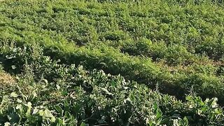 Vegetables