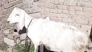 Dunmba