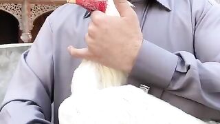 Parrot beak neck