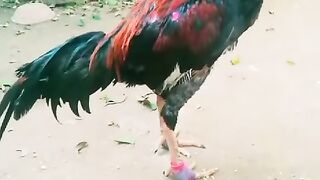 I am not fighting
