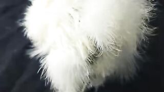 Silk and silky birds