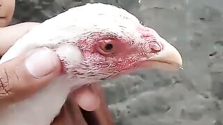 Big bird ll child