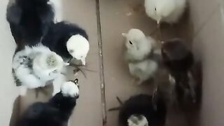 Chicken box