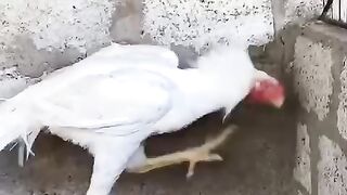 White legs ll castle