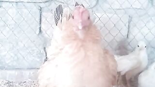 Angry bird