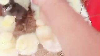 Wheat eater